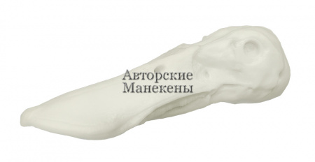 Голова широконоска (самец)